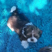 Chiot shih tzu lof tricolore #2