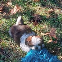 Chiot shih tzu lof tricolore #3