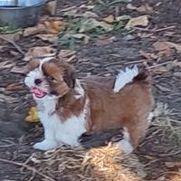 Chiot shih tzu lof tricolore #5