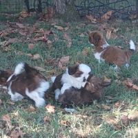 Chiot shih tzu lof tricolore