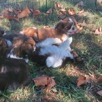 Chiot shih tzu lof tricolore #7