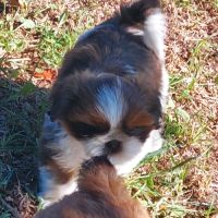 Chiot shih tzu lof tricolore #8