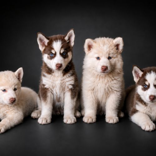 Chiot pomsky chocolat ou crème