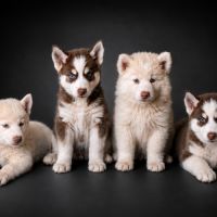 Chiot pomsky chocolat ou crème