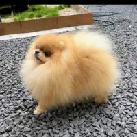 Chiots spitz nain pomeranien #0