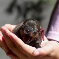 Chiots spitz nain pomeranien #2