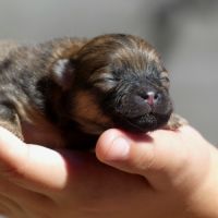 Chiots spitz nain pomeranien #3