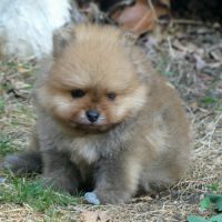 Chiots spitz nain pomeranien