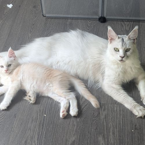 Magnifiques chatons porteurs chaded #0