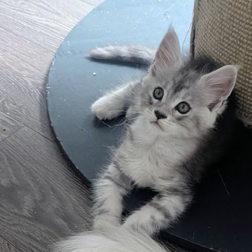 Magnifiques chatons porteurs chaded #2