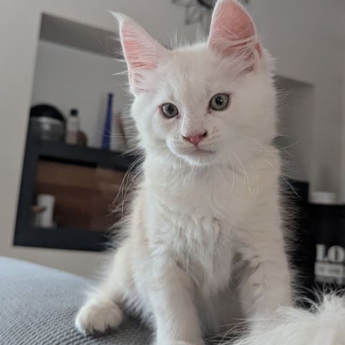 Magnifiques chatons porteurs chaded #3