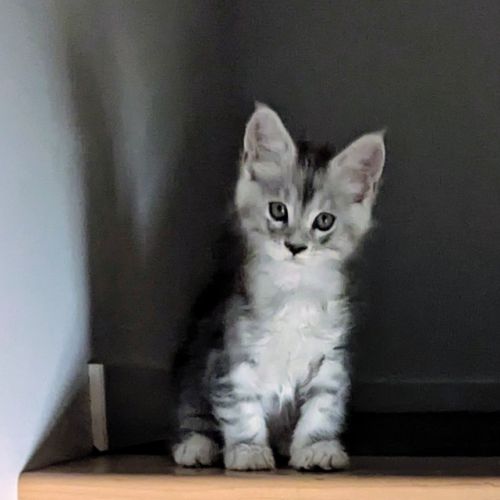 Magnifiques chatons porteurs chaded #4
