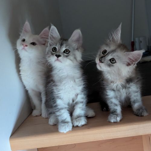 Magnifiques chatons porteurs chaded #5