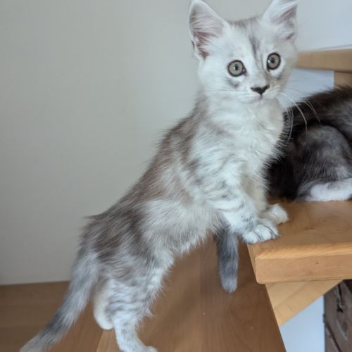 Magnifiques chatons porteurs chaded #7