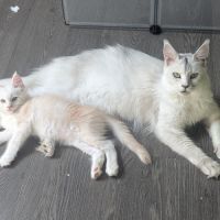 Magnifiques chatons porteurs chaded