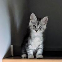 Magnifiques chatons porteurs chaded #4