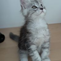Magnifiques chatons porteurs chaded #6
