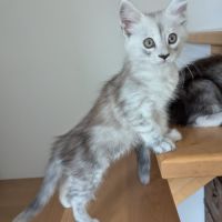 Magnifiques chatons porteurs chaded #7