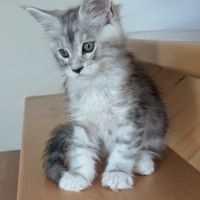 Magnifiques chatons porteurs chaded #8
