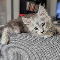 Magnifiques chatons porteurs chaded #9
