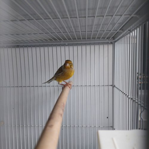 Canari mâle