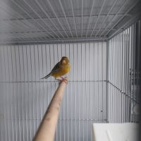 Canari mâle