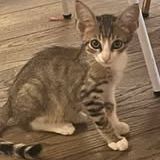 Chat dantes à l adoption #3