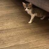Chat dantes à l adoption #4