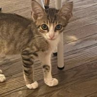 Chat dantes à l adoption