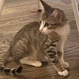 Chat dantes à l adoption #2