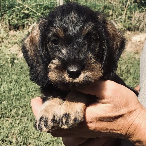 A réserver chiots teckels standard poil dur lof #4
