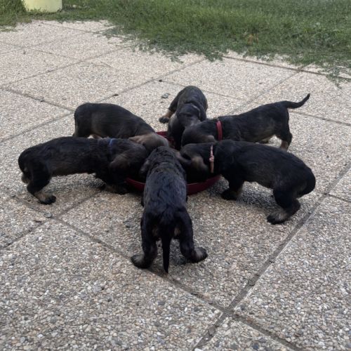 A réserver chiots teckels standard poil dur lof