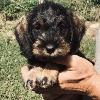 A réserver chiots teckels standard poil dur lof #4