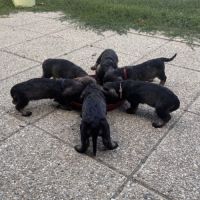 A réserver chiots teckels standard poil dur lof #0