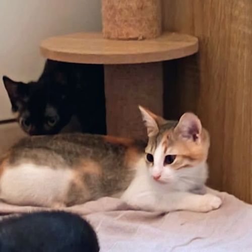 Chat eris   à l adoption #0