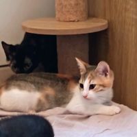 Chat eris   à l adoption