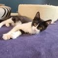 Chat meteore à l adoption #2