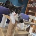 Chat meteore à l adoption #3