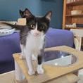 Chat meteore à l adoption #4