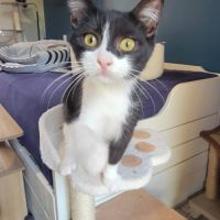 Chat meteore à l adoption