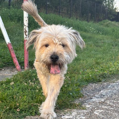 Elsa urgence adoption roumanie #0