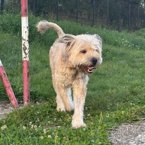 Elsa urgence adoption roumanie #2