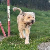Elsa urgence adoption roumanie #2