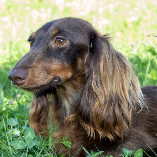 Chiots mâles teckel nain kaninchen poil long lof #2
