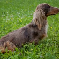Chiots mâles teckel nain kaninchen poil long lof #1