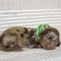 Chiots mâles teckel nain kaninchen poil long lof