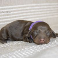 Chiots mâles teckel nain kaninchen poil long lof #5