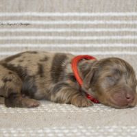 Chiots mâles teckel nain kaninchen poil long lof #6