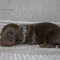 Chiots mâles teckel nain kaninchen poil long lof #7