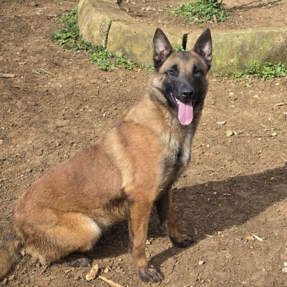 Don femelle malinoise #0